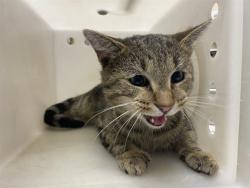 Shelter Stray Male Cat last seen Near BLOCK N HOPKINS, 3839 W Burnham St, West Milwaukee, WI 53215, USA