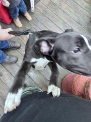 Found/Stray Male Dog last seen Spinning road and Eastman ave, Dayton, OH 45432