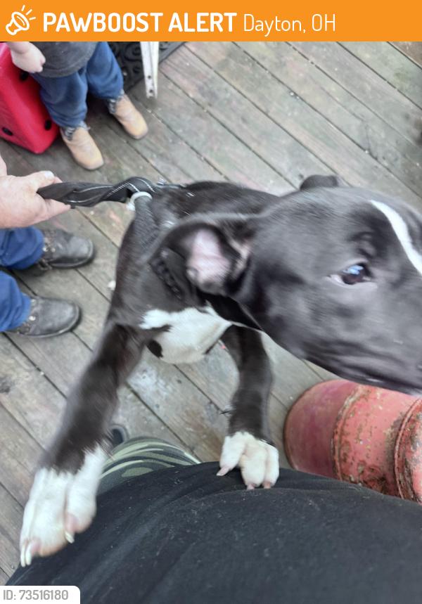Found/Stray Male Dog last seen Spinning road and Eastman ave, Dayton, OH 45432