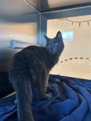 Shelter Stray Female Cat last seen BEACON VIEW, 8311 Freedom Dr, Pearland, TX 77581, USA