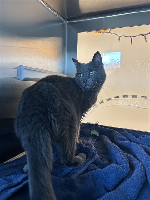 Shelter Stray Female Cat last seen BEACON VIEW, 8311 Freedom Dr, Pearland, TX 77581, USA
