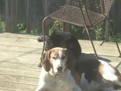 Reunited Female Dog last seen Near CHESTER RD ; CHESTER RD AND HOPKINS, Lansing, MI 48912