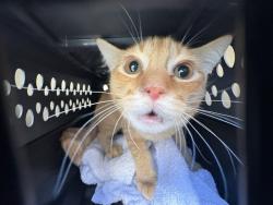 Shelter Stray Male Cat last seen BUSINESS CENTER DR, 8311 Freedom Dr, Pearland, TX 77581, USA