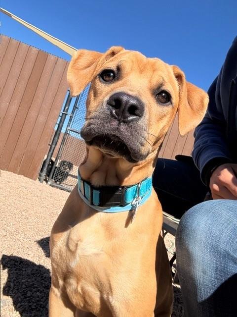 Shelter Stray Male Dog last seen Near BLOCK W 80TH AVE, WESTMINSTER, CO 80030, 12155 Park Blvd, Brighton, CO 80601, USA