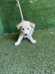 Shelter Stray Female Dog last seen , 5210 W Ave I, Lancaster, CA 93536, USA