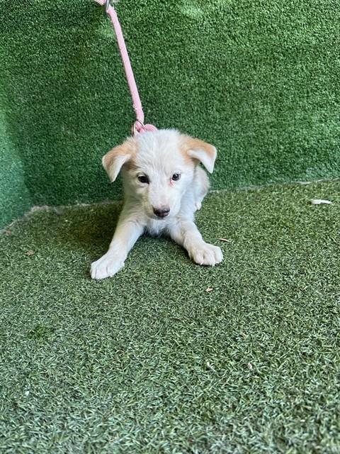 Shelter Stray Female Dog last seen , 5210 W Ave I, Lancaster, CA 93536, USA