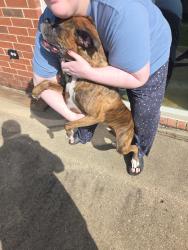 Found/Stray Unknown Dog last seen Manassas rd, Fort Worth, TX 76177