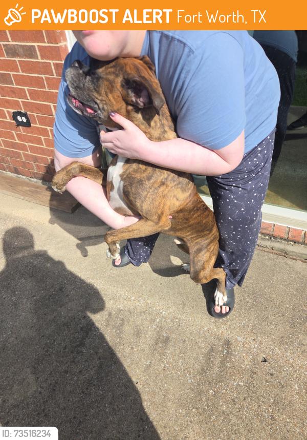 Found/Stray Unknown Dog last seen Manassas rd, Fort Worth, TX 76177