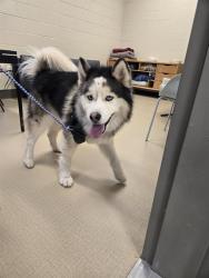 Shelter Stray Male Dog last seen Near BLOCK JASMINE ST, 12155 Park Blvd, Brighton, CO 80601, USA