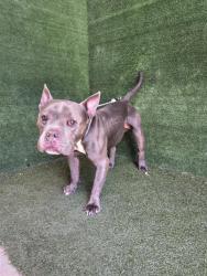 Shelter Stray Male Dog last seen , 5210 W Ave I, Lancaster, CA 93536, USA