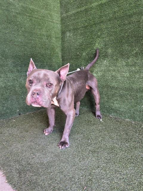 Shelter Stray Male Dog last seen , 5210 W Ave I, Lancaster, CA 93536, USA