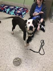 Shelter Stray Male Dog last seen PHILLIPS/HIGH, 12155 Park Blvd, Brighton, CO 80601, USA