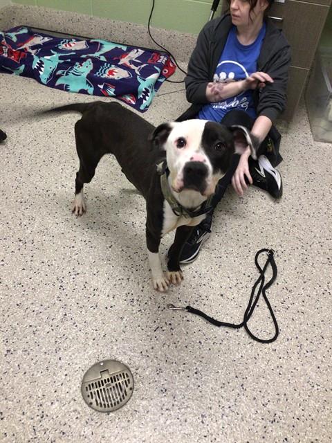 Shelter Stray Male Dog last seen PHILLIPS/HIGH, 12155 Park Blvd, Brighton, CO 80601, USA