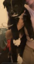 Lost Male Dog last seen Near jalah ct, Fort Worth, TX 76114