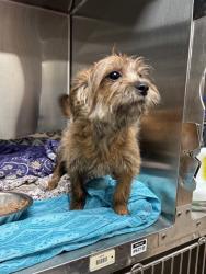 Shelter Stray Female Dog last seen BERMUDA RD AND HWY 70WEST-63121, 10521 Baur Blvd, Olivette, MO 63132, USA