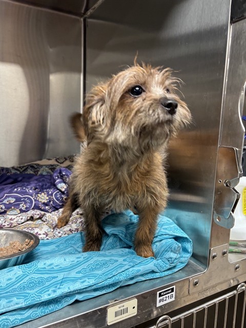 Shelter Stray Female Dog last seen BERMUDA RD AND HWY 70WEST-63121, 10521 Baur Blvd, Olivette, MO 63132, USA