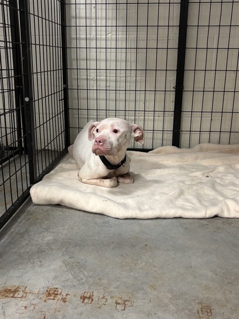 Shelter Stray Female Dog last seen WEST FLORISSANT AVE AND CANFIELD DR, 10521 Baur Blvd, Olivette, MO 63132, USA