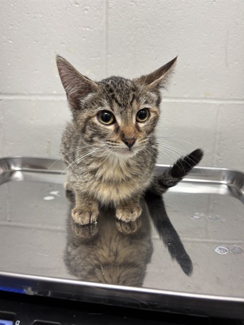 Shelter Stray Female Cat last seen BEL RIDGE, 10521 Baur Blvd, Olivette, MO 63132, USA