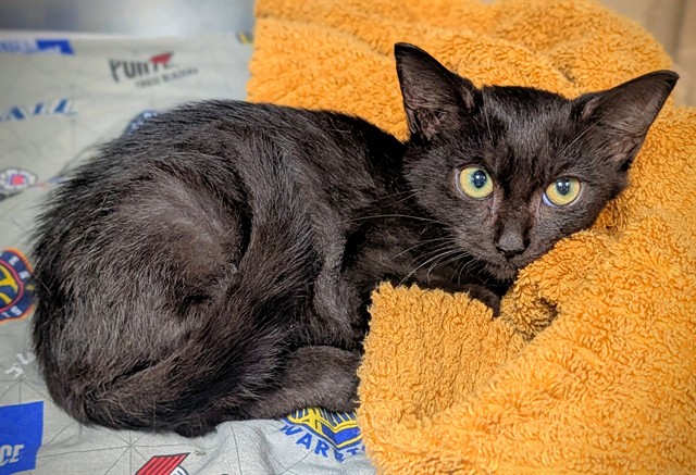 Shelter Stray Male Cat last seen Near BLOCK S SR7, HOLLYWOOD FL 33023, 2400 SW 42nd St, Fort Lauderdale, FL 33312, USA