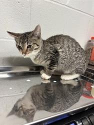 Shelter Stray Male Cat last seen BEL RIDGE, 10521 Baur Blvd, Olivette, MO 63132, USA