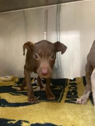 Shelter Stray Female Dog last seen Near BLOCK COLLEGE AVE, 10521 Baur Blvd, Olivette, MO 63132, USA