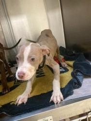 Shelter Stray Male Dog last seen Near BLOCK COLLEGE AVE, 10521 Baur Blvd, Olivette, MO 63132, USA