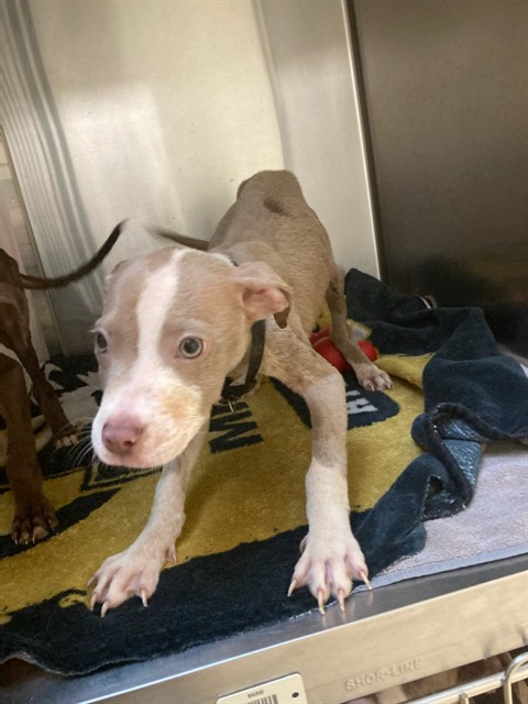 Shelter Stray Male Dog last seen Near BLOCK COLLEGE AVE, 10521 Baur Blvd, Olivette, MO 63132, USA