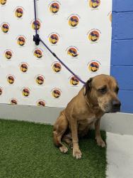 Shelter Stray Female Dog last seen LOY ST & EMBER AVE, 19640 Dogpatch Ln, Land O' Lakes, FL 34638, USA