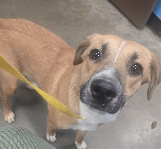 Shelter Stray Unknown Dog last seen 8TH STREET BAKERSFIELD, 201 S Mt Vernon Ave, Bakersfield, CA 93307, USA
