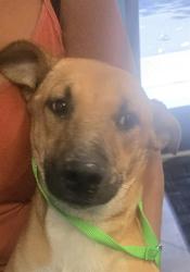 Shelter Stray Unknown Dog last seen 8TH ST BAKERSFIELD, 201 S Mt Vernon Ave, Bakersfield, CA 93307, USA