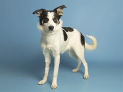 Shelter Stray Female Dog last seen W LOWER BUCKEYE RD AND 67TH AVE, 5501 E Van Buren St, Phoenix, AZ 85008, USA