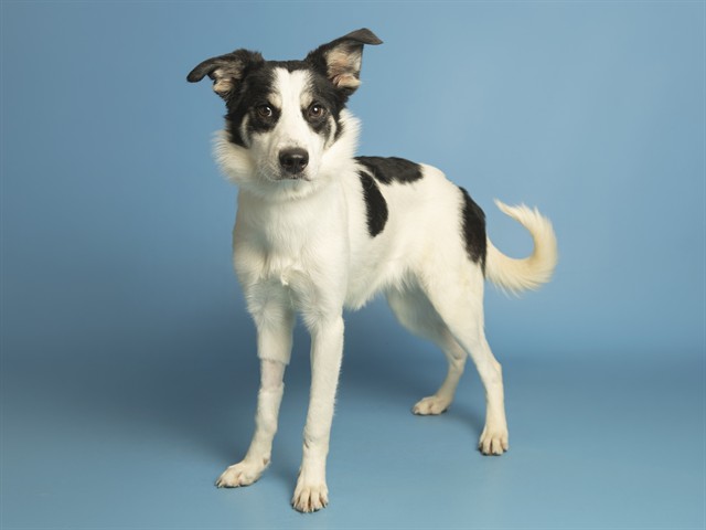 Shelter Stray Female Dog last seen W LOWER BUCKEYE RD AND 67TH AVE, 5501 E Van Buren St, Phoenix, AZ 85008, USA