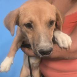 Shelter Stray Unknown Dog last seen 8TH STREET BAKERSFIELD, 201 S Mt Vernon Ave, Bakersfield, CA 93307, USA