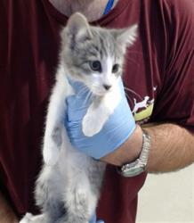 Shelter Stray Female Cat last seen UTAH@25TH ST, 1419 Bryant St, San Francisco, CA 94103, USA