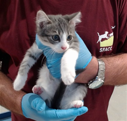 Shelter Stray Female Cat last seen UTAH@25TH ST, 1419 Bryant St, San Francisco, CA 94103, USA