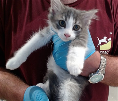 Shelter Stray Female Cat last seen UTAH@25TH ST, 1419 Bryant St, San Francisco, CA 94103, USA