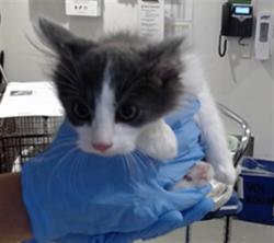 Shelter Stray Male Cat last seen UTAH@25TH ST, 1419 Bryant St, San Francisco, CA 94103, USA