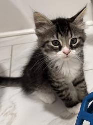 Shelter Stray Male Cat last seen CHARLOTTE, 8315 Byrum Dr, Charlotte, NC 28217, USA