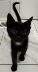 Shelter Stray Male Cat last seen CHARLOTTE, 8315 Byrum Dr, Charlotte, NC 28217, USA