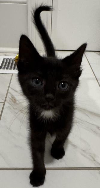 Shelter Stray Male Cat last seen CHARLOTTE, 8315 Byrum Dr, Charlotte, NC 28217, USA