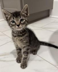 Shelter Stray Male Cat last seen CHARLOTTE, 8315 Byrum Dr, Charlotte, NC 28217, USA