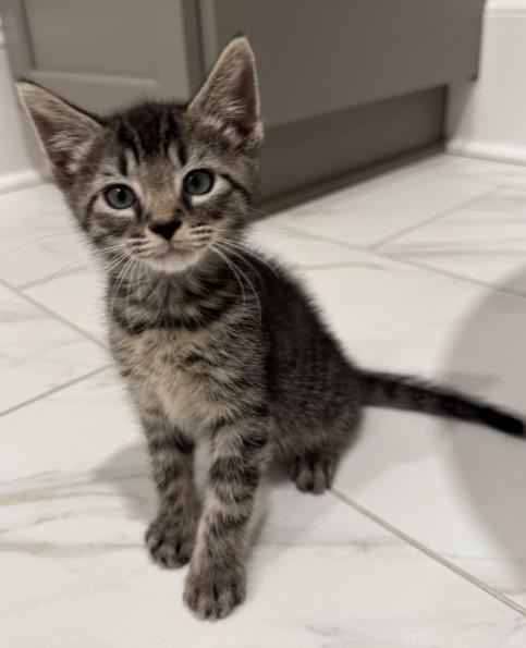 Shelter Stray Male Cat last seen CHARLOTTE, 8315 Byrum Dr, Charlotte, NC 28217, USA