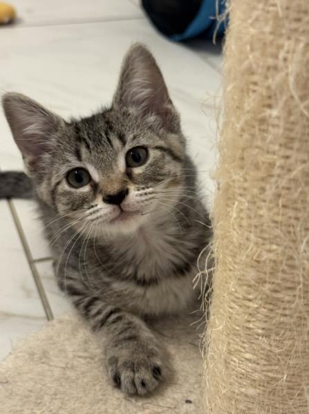 Shelter Stray Female Cat last seen CHARLOTTE, 8315 Byrum Dr, Charlotte, NC 28217, USA