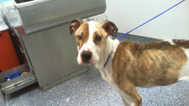 Shelter Stray Male Dog last seen CHARLOTTE, 8315 Byrum Dr, Charlotte, NC 28217, USA