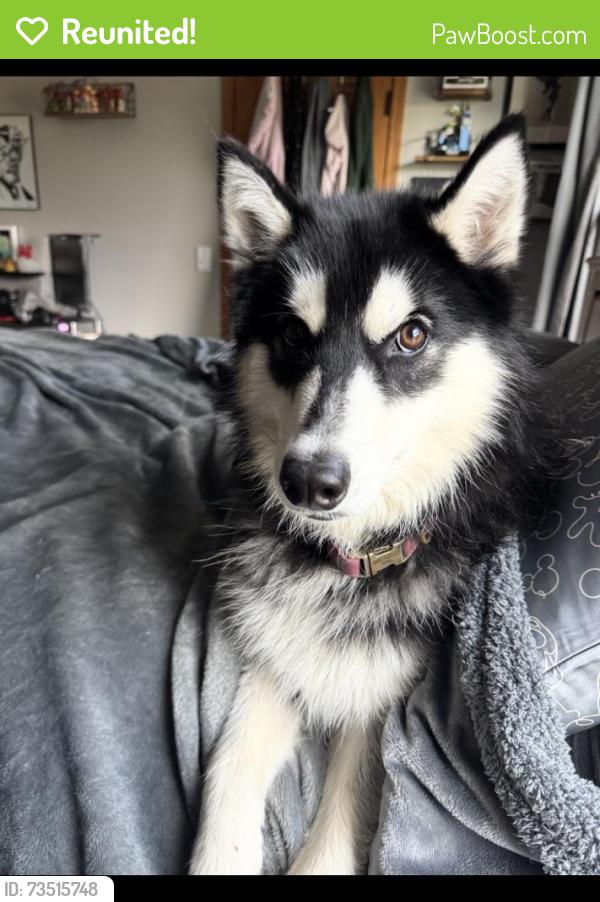 Reunited Female Dog last seen LA Fitness, Plainfield, IL 60586