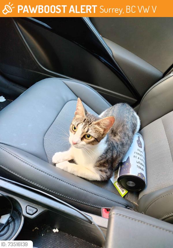 Found/Stray Female Cat last seen Anytime Fitness, Surrey, BC V3W 2V7