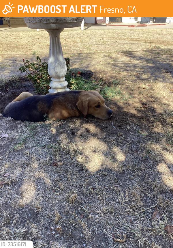 Found/Stray Male Dog last seen Ashlan and Angus, Fresno, CA 93726