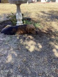 Found/Stray Male Dog last seen Ashlan and Angus, Fresno, CA 93726