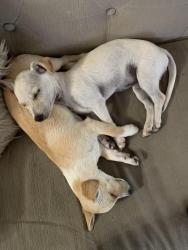 Reunited Female Dog last seen Kaiser and Orange, Fontana, CA 92335