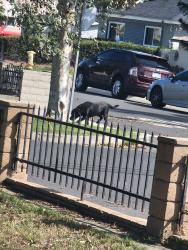 Found/Stray Unknown Dog last seen W Granada Ct, Ontario, CA 91762